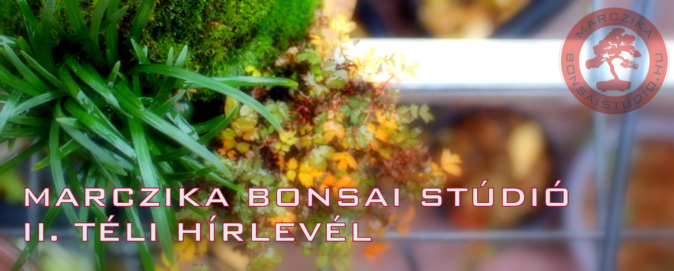teli kusamono foto a marczika bonsai studio kerteszeteben